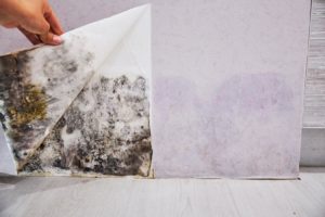 Mold Discovery by Clean and Restore Restoration of Vermont